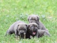 Harika Anatomi Cane Corso Yavrular