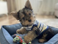 Çok uyguna yorkshire terrier