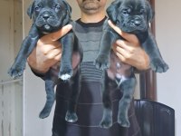 SHOW KALİTEDE CANE CORSO YAVRULAR FCI/KIF A ŞECERE
