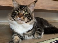 XXL MAİNE COON KEDİLER 7 HAFTALIK