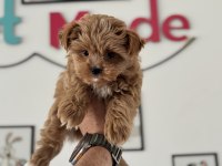 Wc eğitimli tea cup morkie yavrumuz
