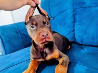 Siyah ve kızıl doberman yavruları