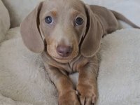 ISABELLA AND TAN DACSHUND BEBEKLER ÇİFTLİĞİMİZDEN