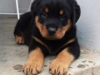 ROTTWEİLER YAVRU KÖPEKLERİMİZ
