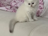 Safkan kediler, sağlık ırk garantili