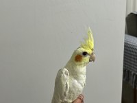 Yavru Sultan Papağanı 2 Aylık