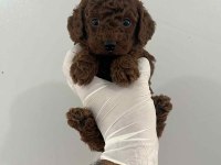 Kore Kan Toy Poodle Bebekler