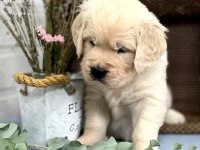 Golden Retriever Adrese Teslim Hizmetimiz Vardır