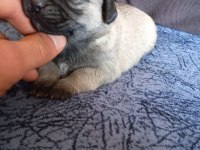 1 erkek ve 1 dişi pug