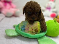 MİNİ TOY POODLE YAVRULAR