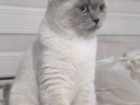 Blue point scottish fold