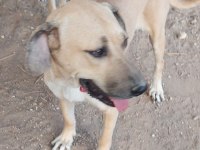 3 köpeğimizi sahiplendirme