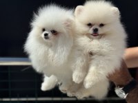 Show Kalite teddy face pomeranian boo yavrular
