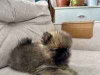 Erkek Pomeranian Son Erkek Teddy Bear Ayı surat yavrumuz