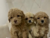 Maltipoo Kapıda Ödeme ve Kredi Kartı İmkânı Mevcuttur