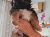 Antalya Pekinez Cinsi Köpekler