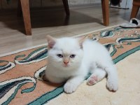 British shorthair red point
