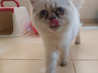 Shorthair Iran persian (PUG ile takas var)