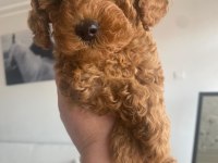 Kore - Red Brown - A Kalite Bebek Yüzlü Poodle