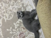 Scottish Fold kedisi