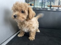 Ankaranın en seçkin kore maltipoo yavruları