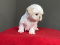 Shih-Tzu (Şitsu) yavrularımız yeni ailesini bekliyor