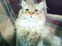 British longhair golden tabby