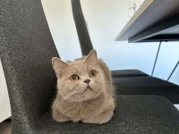 LİLAC BRİTİSH SHORTHAİR KEDİMİZE AİLE ARIYORUZ.