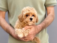 BİR BİRİNDEN GÜZEL MALTIPOO YAVRULARİMİZ