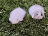 Hollanda teddy lop dişilerle cüce dişi tavşan