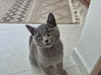 British Shorthair Erkek 4 Aylık