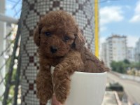 Toy poodle yavrularımız