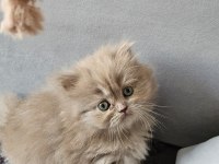 Acil Sadece Aileye British Longhair