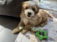 Muhteşem maltipoo bebekler