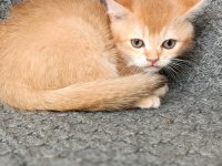 Show kalite british Shorthair kediler Cy11 Cy12
