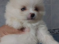 Orjinal anne baba altından 2 aylık pomeranian boo lar
