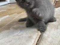 45 günlük british shorthair