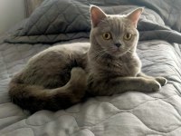 British shorthair kül rengi dişi