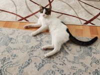 2 tane yavru kedi ücretsiz sahiplendirmek istiyorum