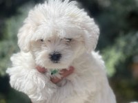 Irk garantili erkek güzeli köpeğimiz