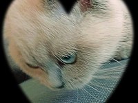 Ücretli sahiplendirme scottish fold