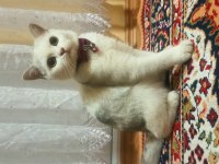 Oyuncu fıstık british shorthair