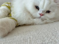 BRİTİSH LONGHAİR KEDİSİ