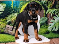 Kaliteli doberman