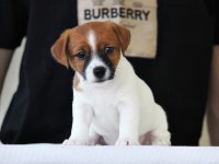 FCI Şecereli, Kayıtlı, Şampiyon Soydan Jack Russell