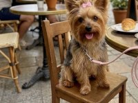 Çok sevecen akıllı prenses köpeğimiz
