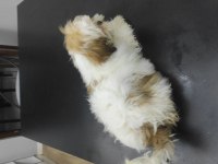 Shih tzu 2 aylık