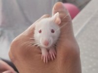30 günlük ele alışık RAT bebekler