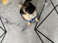 Acil sahiplendirmem gerekiyor pug
