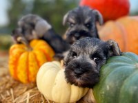 FCI secereli Miniatute Schnauzer yavruları
